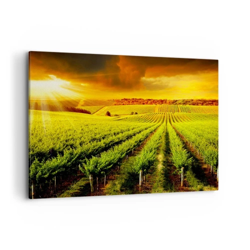 Bild auf Leinwand - Leinwandbild - Goldene Weinberge, beleuchtet von den Sonnenstrahlen - 120x80cm - Unter der australischen Sonne - Moderne Wanddekoration für Wohnzimmer und Schlafzimmer ARTTOR
