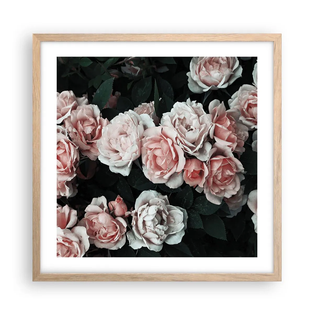 Poster in einem Rahmen aus heller Eiche - Rosen-Ensemble - 50x50 cm