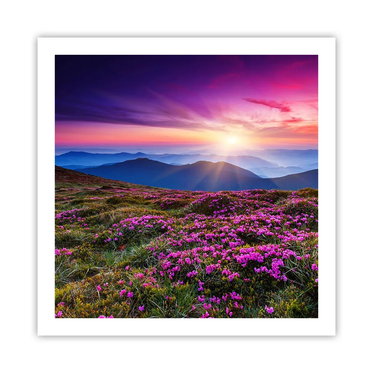 Poster - Kräuter dufteten nach frischen Trauben von den Feldern - 60x60 cm