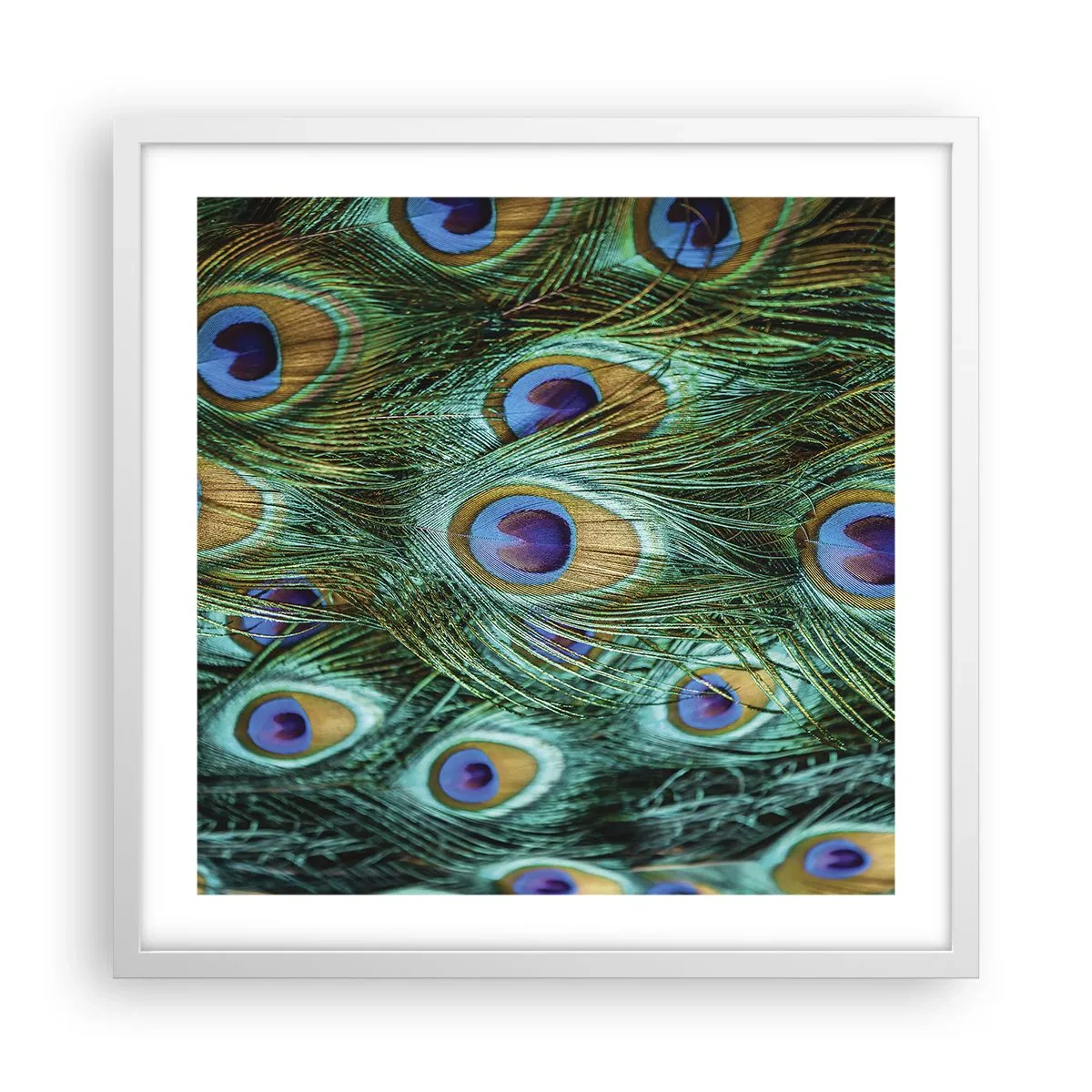 Poster in einem weißen Rahmen - Ein Blick mit Pfauenaugen - 50x50 cm