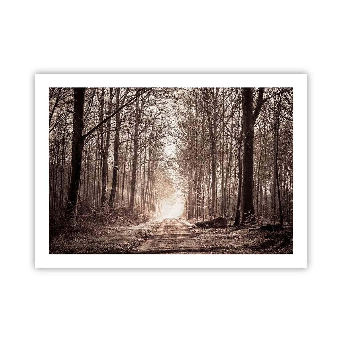Poster - Waldkathedrale - 70x50 cm