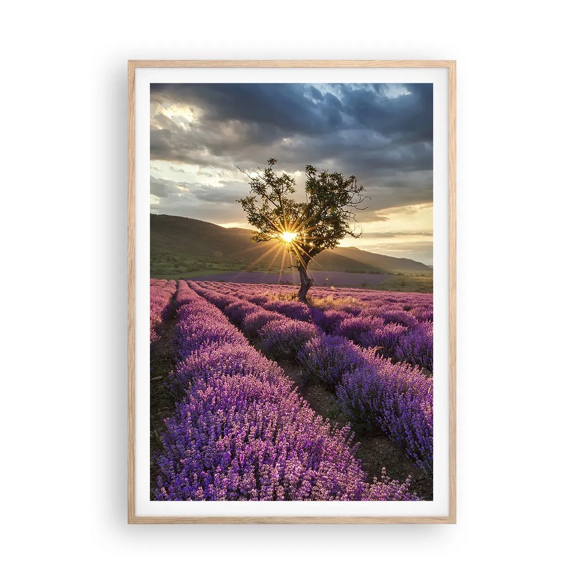 Poster in einem Rahmen aus heller Eiche - Fliederfarbenes Aroma - 70x100 cm