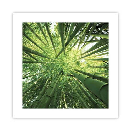 Poster - In einem Bambushain - 40x40 cm