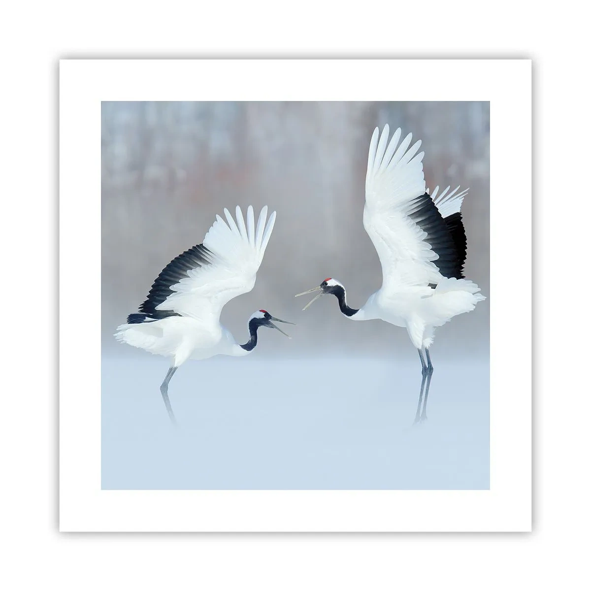 Poster - Tanz im Nebel - 40x40 cm