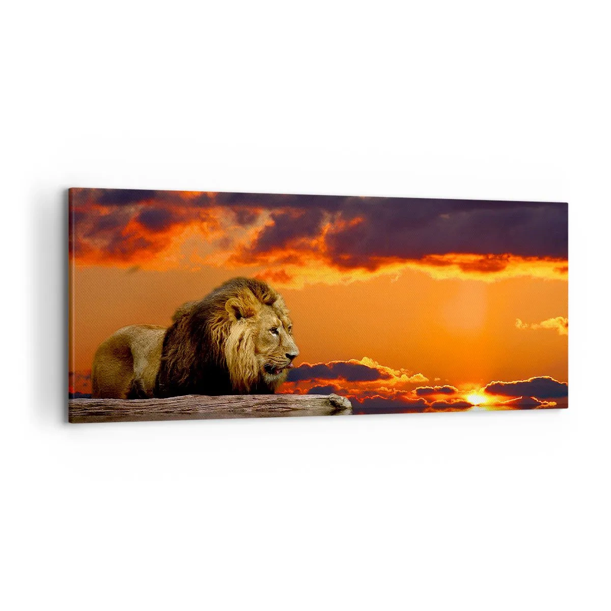 Bild auf Leinwand - Leinwandbild - Ein Löwe ruht bei Sonnenuntergang vor einem dramatischen Himmel am Wasser. - 120x50cm - König der Natur - Moderne Wanddekoration für Wohnzimmer und Schlafzimmer ARTTOR