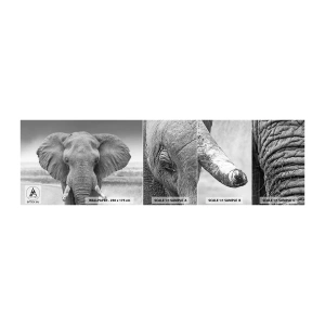 Fototapetenmuster Standard Eco - Willkommen in meiner Welt - Elefant, Afrika, Tiere - 100x30 cm