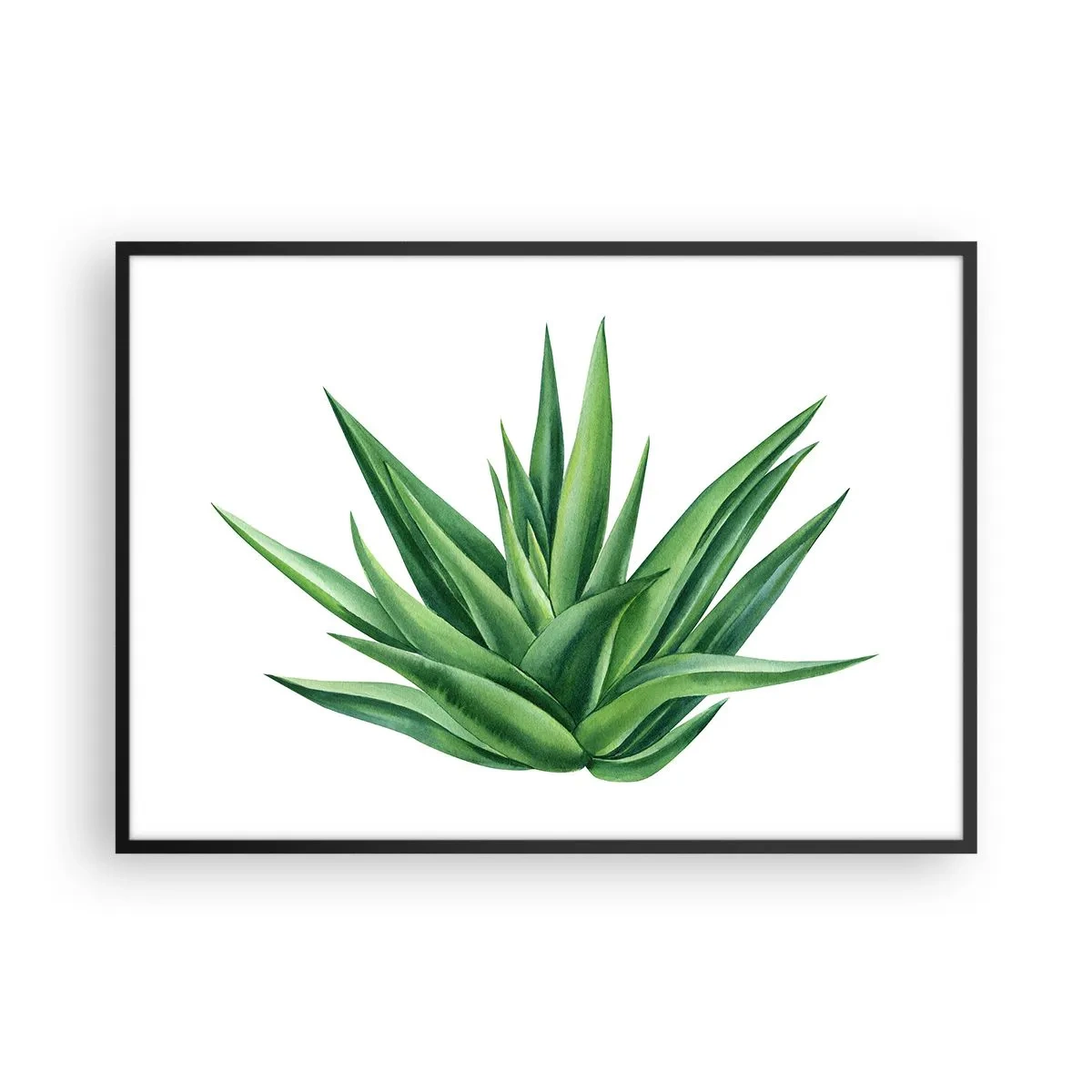 Poster in einem schwarzem Rahmen - Eine saftige grüne Pflanze auf weißem Hintergrund - 100x70cm - Grün – Kraft – Leben - Moderne Wanddekoration für Wohnzimmer und Schlafzimmer ARTTOR