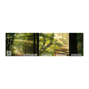 Fototapetenmuster Standard Eco - Waldmoment - Landschaft, Wald, Natur - 100x30 cm