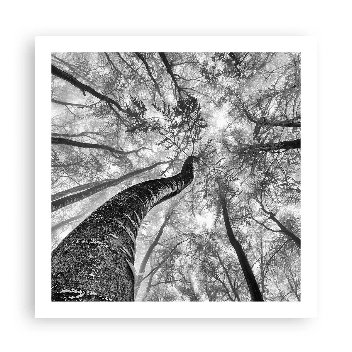 Poster - Rennen zum Licht - 60x60 cm