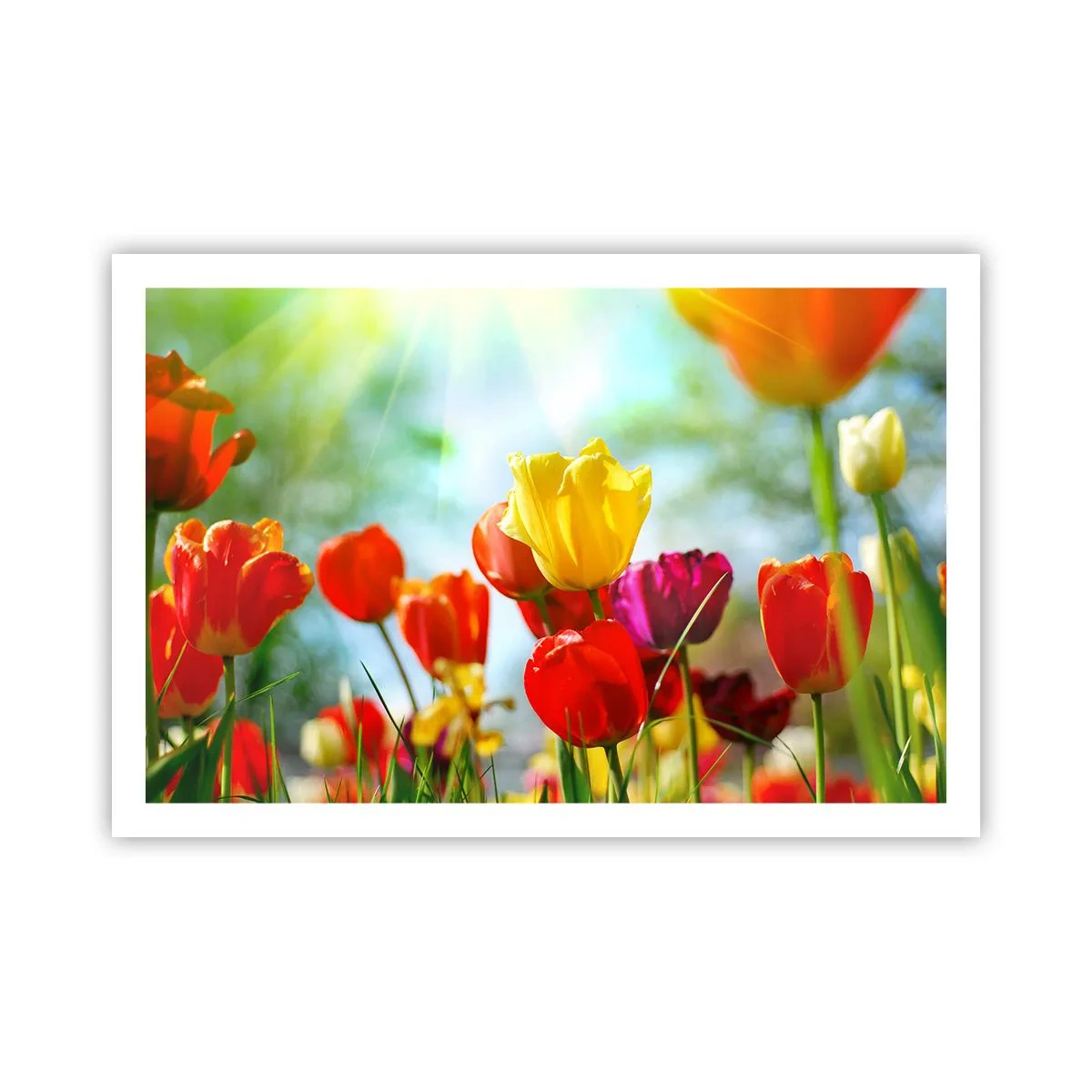 Poster - Alle Farben der Sonne - 91x61 cm