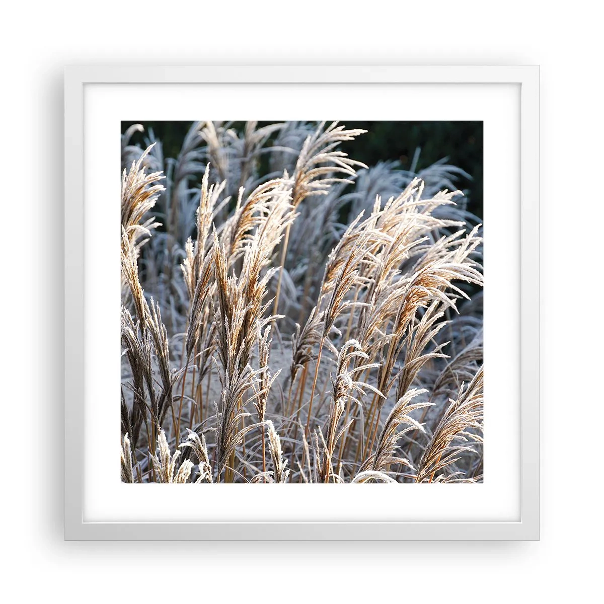 Poster in einem weißen Rahmen - Gekleidet mit Frost - 40x40 cm
