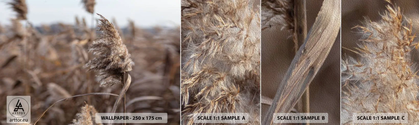 Fototapeten Muster Premium Sand - Zeit, mit dem Wind zu gehen - Wiese, Pampasgras, Natur - 100x30 cm