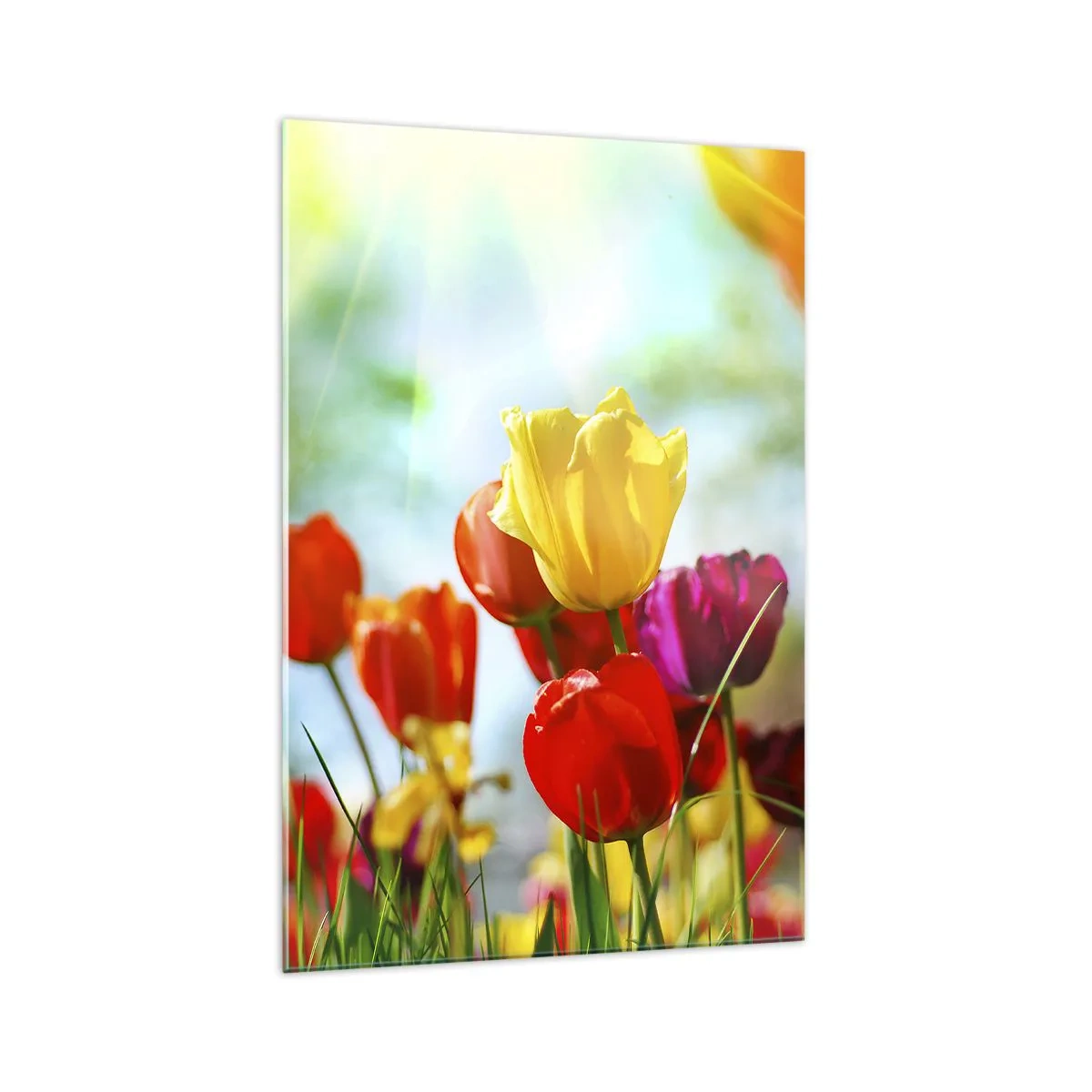 Glasbild - Bild auf glas - Bunte Tulpen im Sonnenschein - 70x100cm - Alle Farben der Sonne - Moderne Wanddekoration für Wohnzimmer und Schlafzimmer ARTTOR