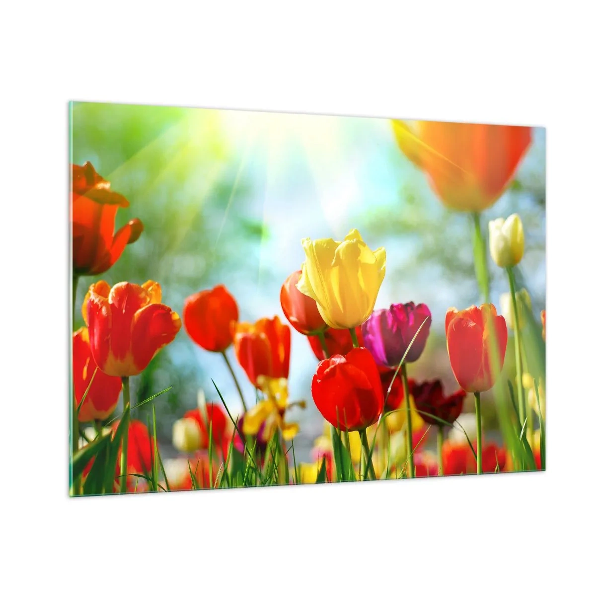 Glasbild - Bild auf glas - Bunte Tulpen, beleuchtet von den Sonnenstrahlen - 100x70cm - Alle Farben der Sonne - Moderne Wanddekoration für Wohnzimmer und Schlafzimmer ARTTOR