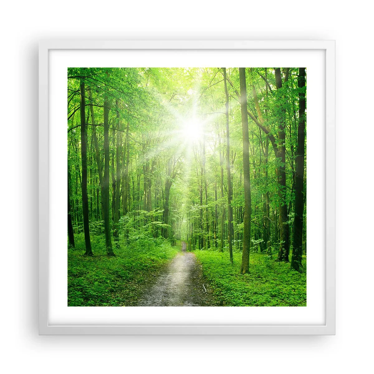 Poster in einem weißen Rahmen - Die grüne Kathedrale - 50x50 cm