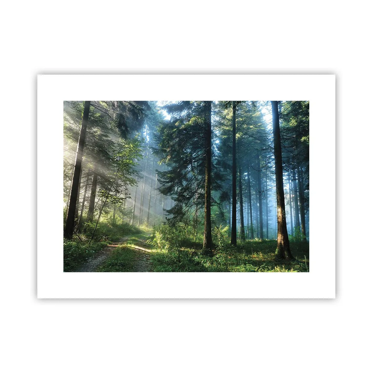 Poster - Strahlend am Morgen - 40x30 cm