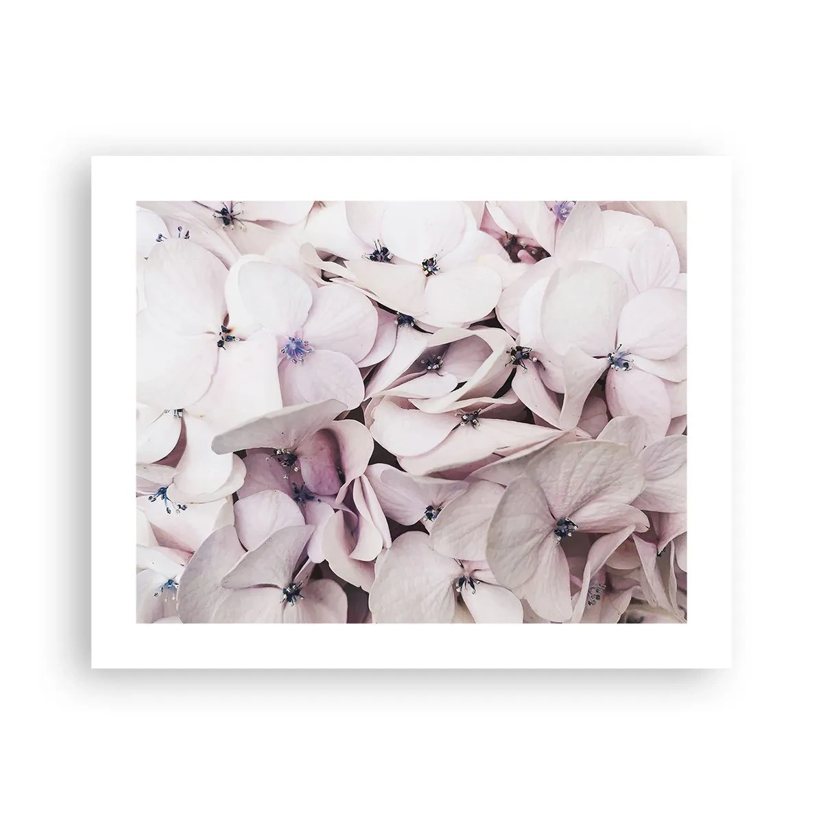 Poster - In einer Blumenflut - 50x40 cm