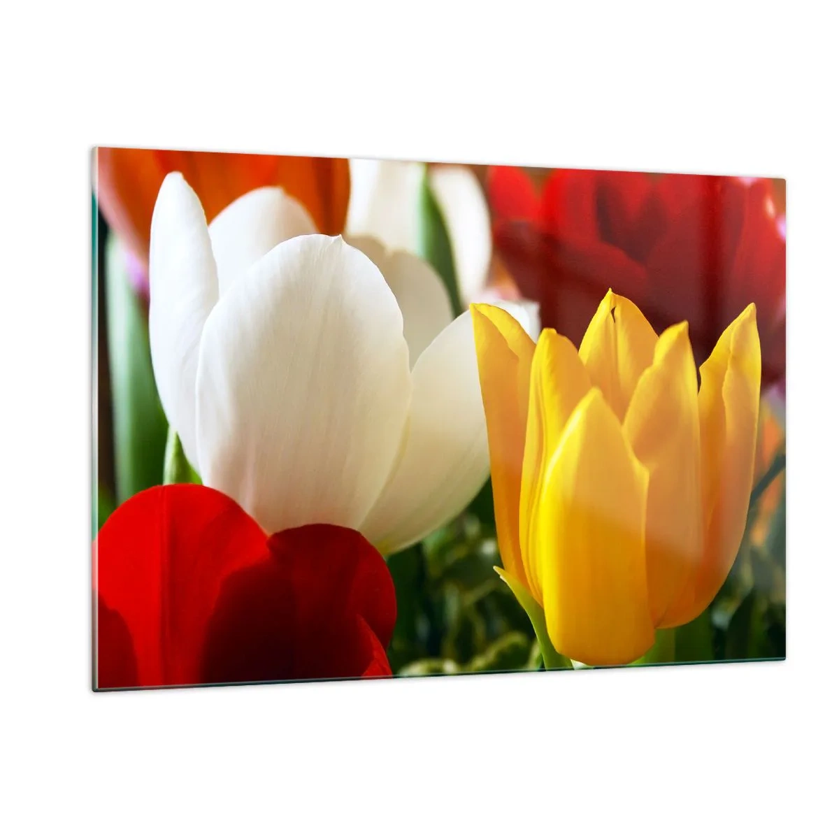 Glasbild - Bild auf glas - Bunte Tulpen Nahaufnahme - 120x80cm - Tulpenfieber - Moderne Wanddekoration für Wohnzimmer und Schlafzimmer ARTTOR