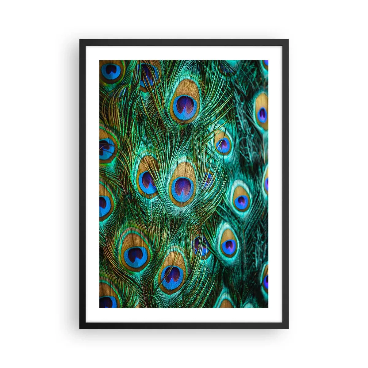 Poster in einem schwarzem Rahmen - Pfauenfedern in intensiven Farben - 50x70cm - Ein Blick mit Pfauenaugen - Moderne Wanddekoration für Wohnzimmer und Schlafzimmer ARTTOR
