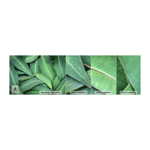 Fototapeten Muster Selbstklebend Deluxe Sticker - Saftig und frisch - Blätter, Eukalyptus, Natur - 100x30 cm