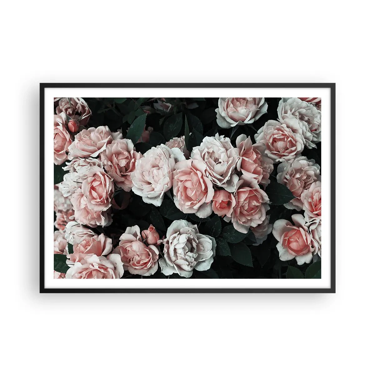 Poster in einem schwarzem Rahmen - Rosa Rosen auf dunklem Hintergrund in einer subtilen Komposition - 100x70cm - Rosen-Ensemble - Moderne Wanddekoration für Wohnzimmer und Schlafzimmer ARTTOR