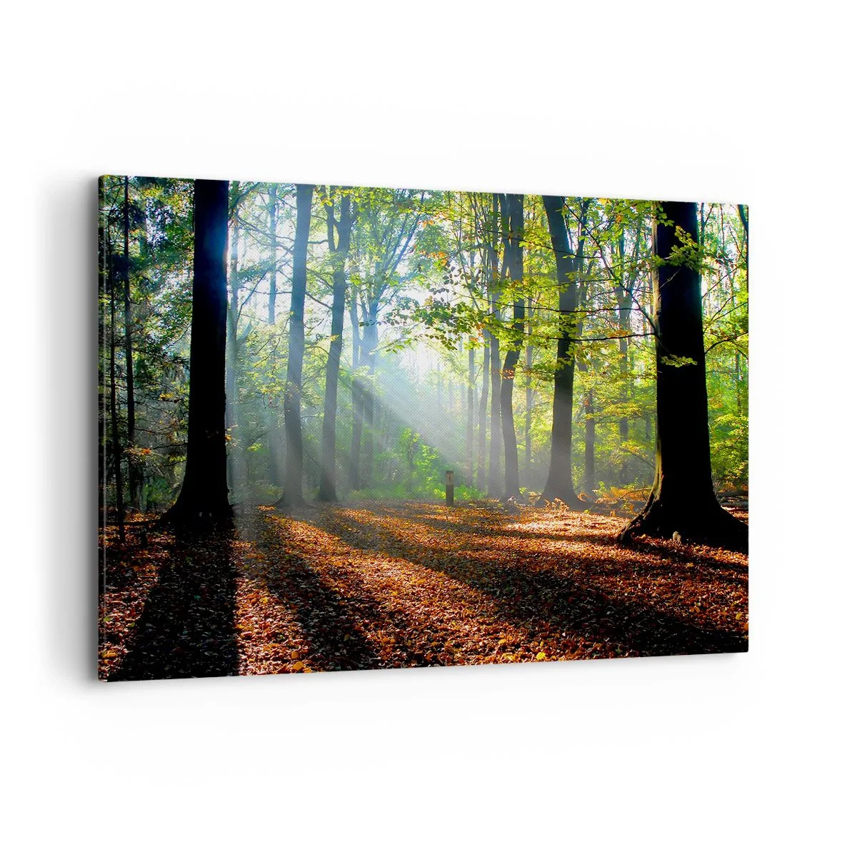 Bild auf Leinwand - Leinwandbild - Eine Waldlichtung, die von den Sonnenstrahlen erleuchtet wird - 120x80cm - Licht und Schatten - Moderne Wanddekoration für Wohnzimmer und Schlafzimmer ARTTOR