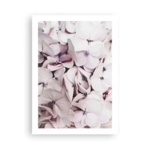 Poster - Zarte pastellfarbene Hortensien, Nahaufnahme - 50x70cm - In einer Blumenflut - Moderne Wanddekoration für Wohnzimmer und Schlafzimmer ARTTOR