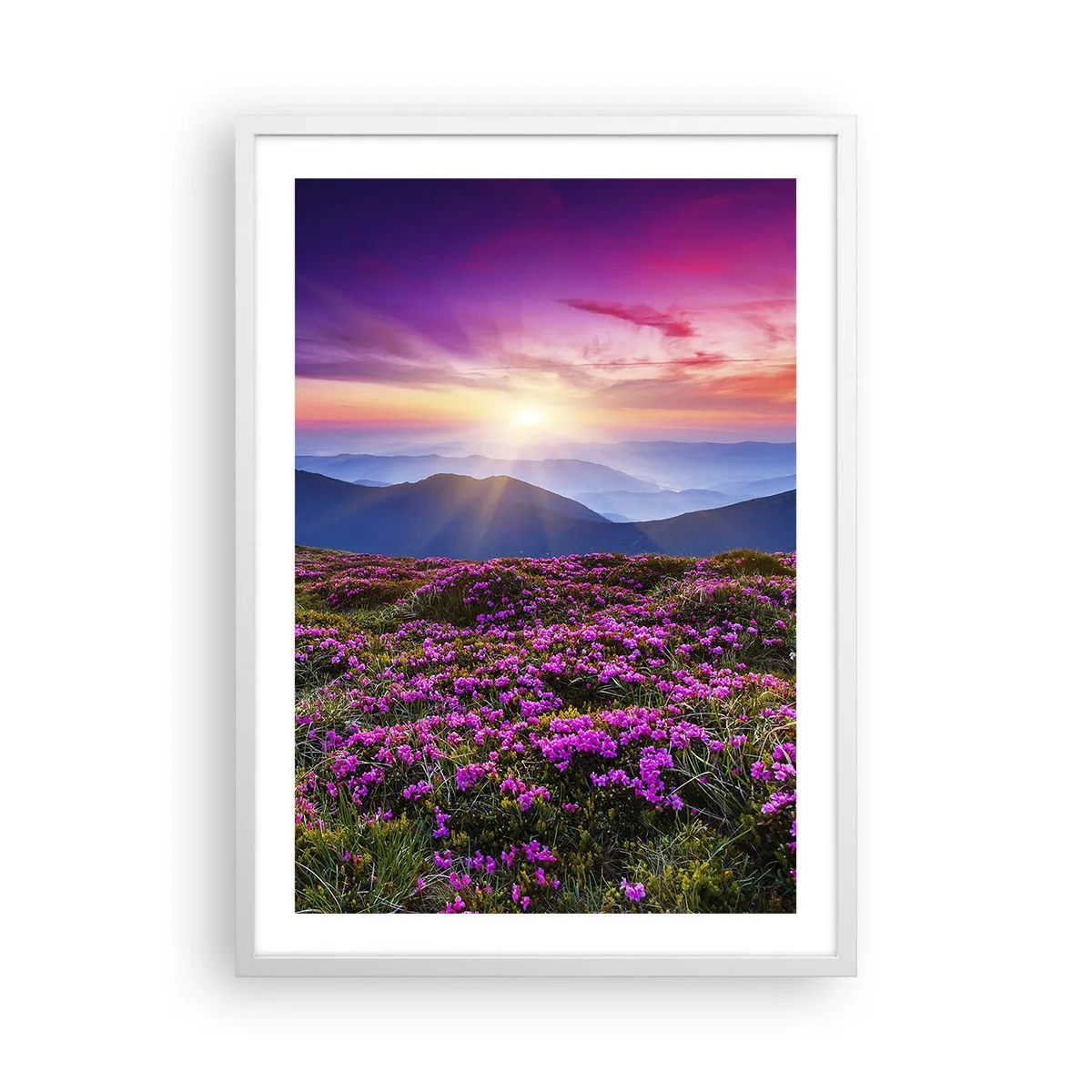 Poster in einem weißen Rahmen - Kräuter dufteten nach frischen Trauben von den Feldern - 50x70 cm