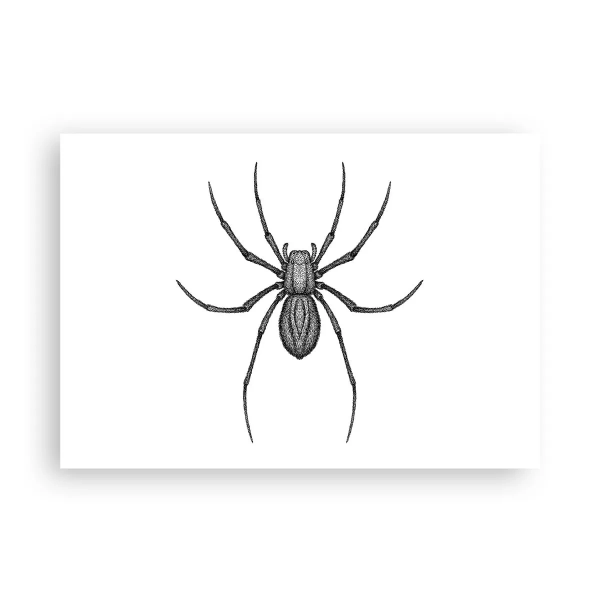 Poster - Detail einer Spinne auf weißem Hintergrund im Cartoon-Stil - 100x70cm - Beunruhigende Präzision - Moderne Wanddekoration für Wohnzimmer und Schlafzimmer ARTTOR