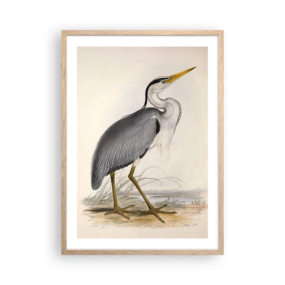 Poster in einem Rahmen aus heller Eiche - Reiher Gnade - 50x70 cm