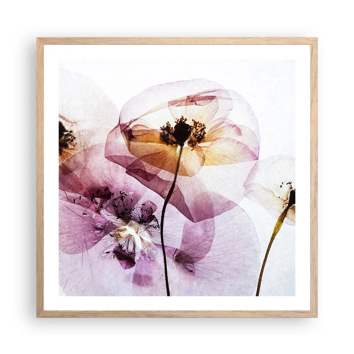 Poster in einem Rahmen aus heller Eiche - Transparente Körperblumen - 60x60 cm