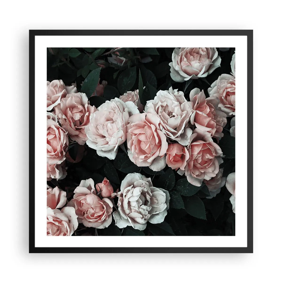 Poster in einem schwarzem Rahmen - Rosen-Ensemble - 60x60 cm