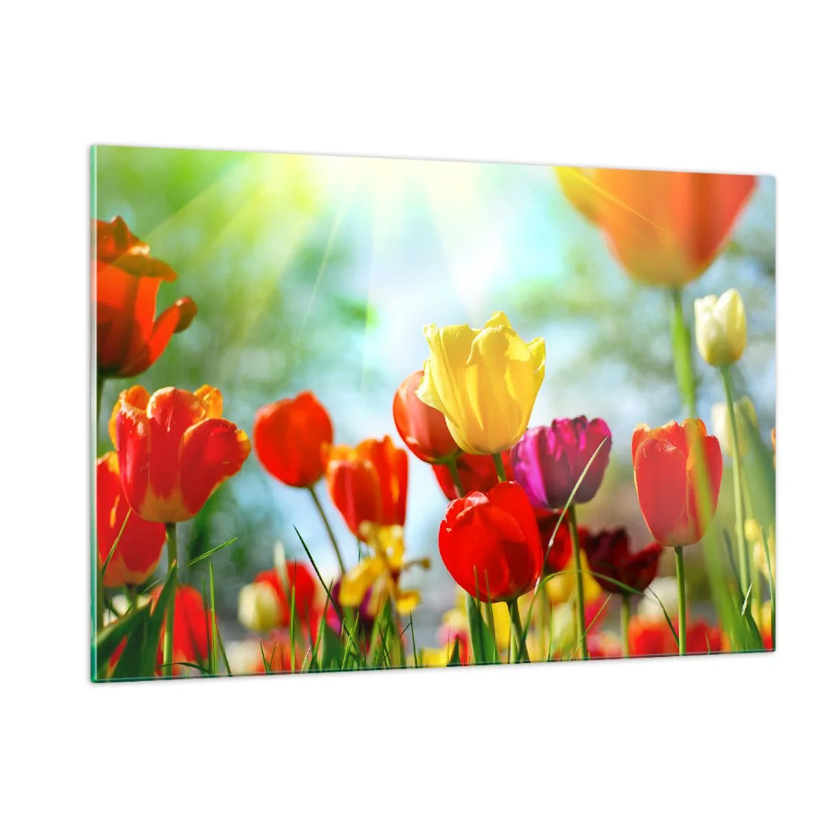 Glasbild - Bild auf glas - Bunte Tulpen, beleuchtet von den Sonnenstrahlen - 120x80cm - Alle Farben der Sonne - Moderne Wanddekoration für Wohnzimmer und Schlafzimmer ARTTOR