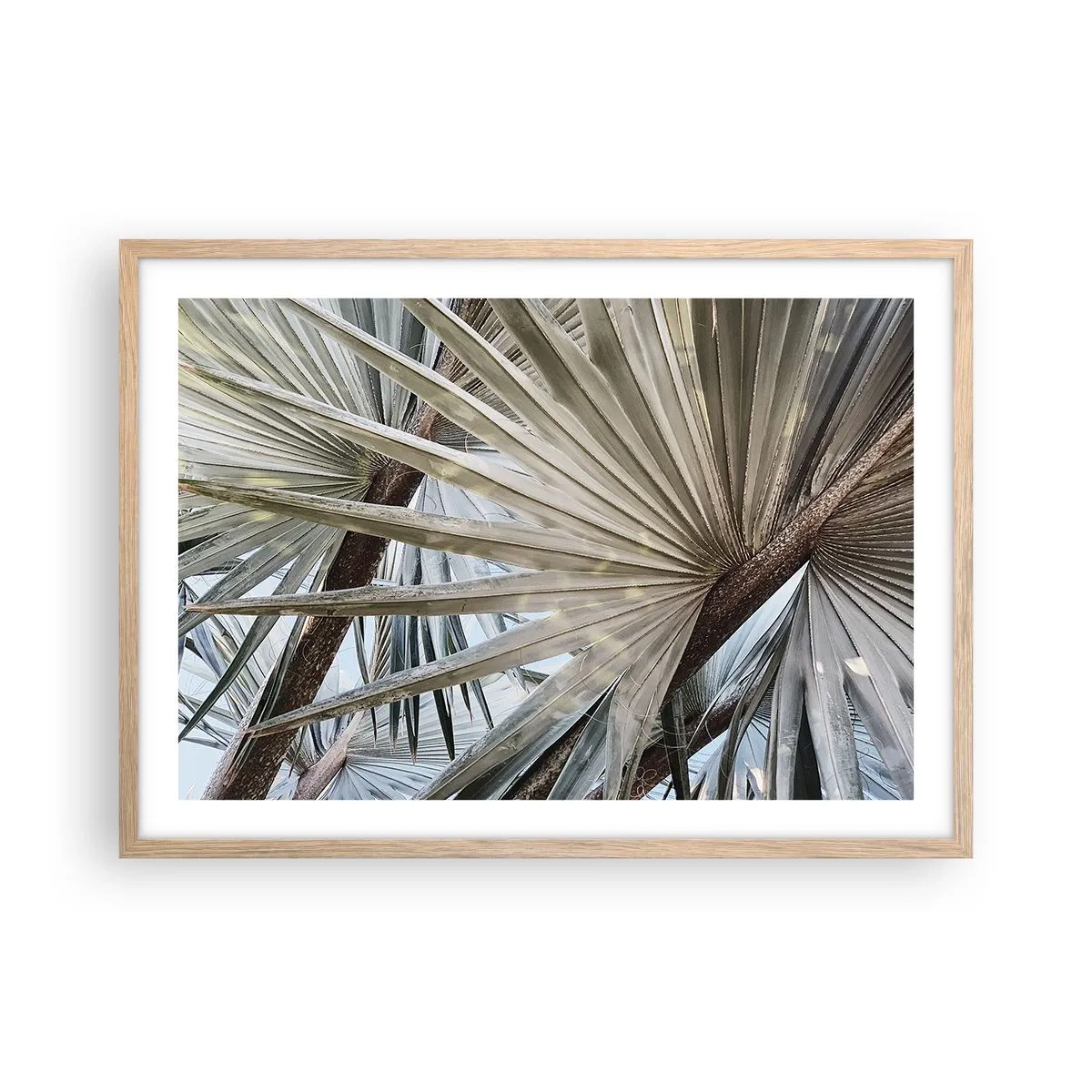 Poster in einem Rahmen aus heller Eiche - Fans in den Tropen - 70x50 cm