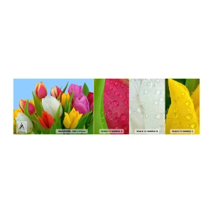 Fototapeten Muster Selbstklebend Deluxe Sticker - Ein blumiger Regenbogen in Tautropfen - Tulpen, Blumen, Blumenstrauß - 100x30 cm