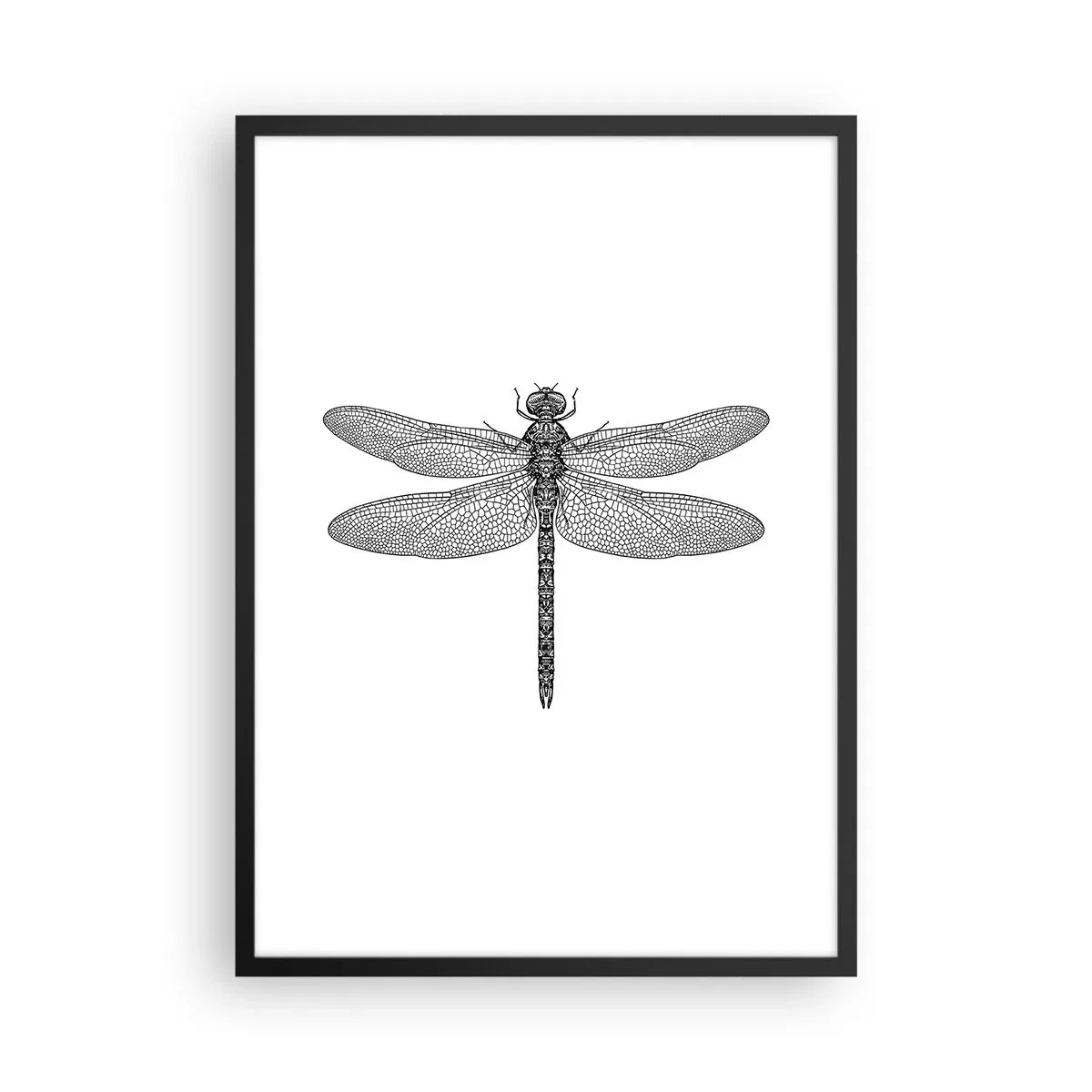 Poster in einem schwarzem Rahmen - Schwarz-weiße Abbildung einer Libelle auf weißem Hintergrund - 50x70cm - Präzision der Natur - Moderne Wanddekoration für Wohnzimmer und Schlafzimmer ARTTOR