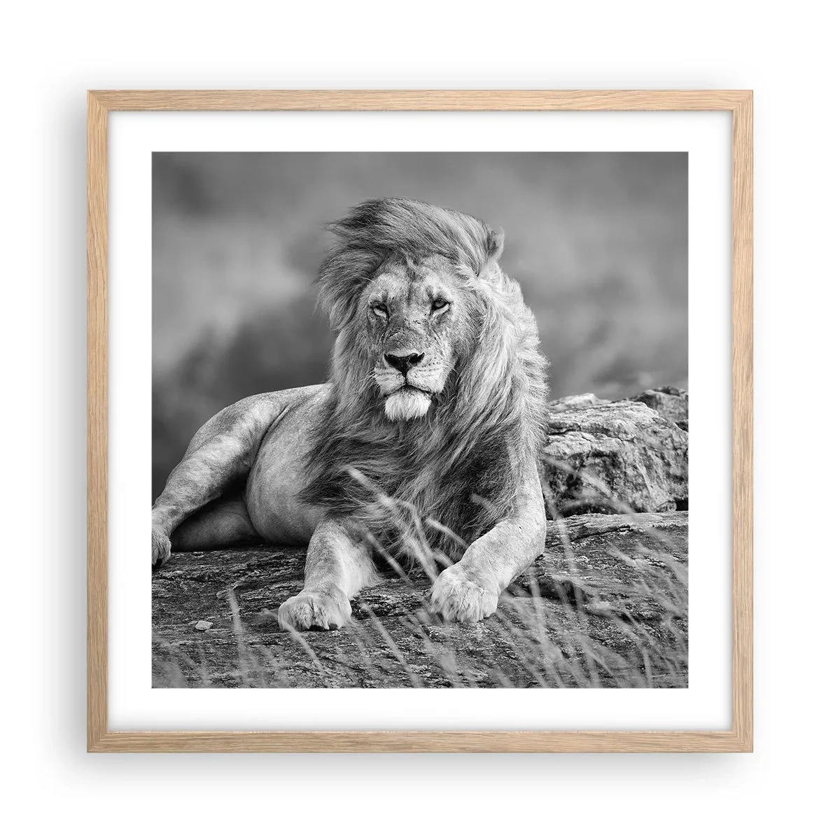 Poster in einem Rahmen aus heller Eiche - Königliche Siesta - 50x50 cm