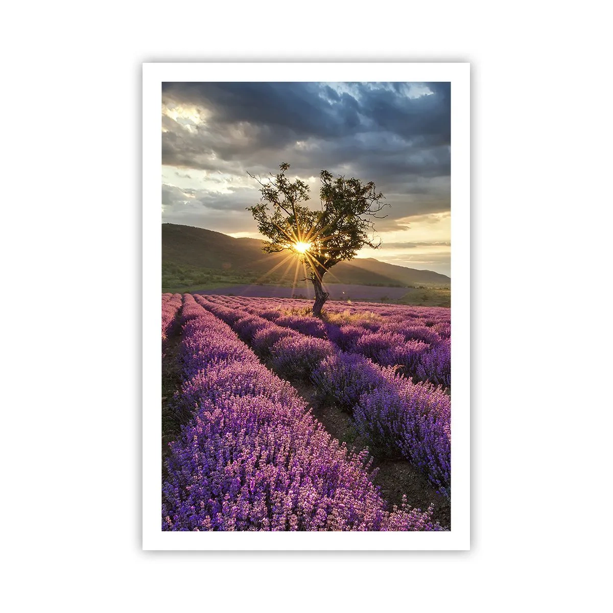 Poster - Fliederfarbenes Aroma - 61x91 cm