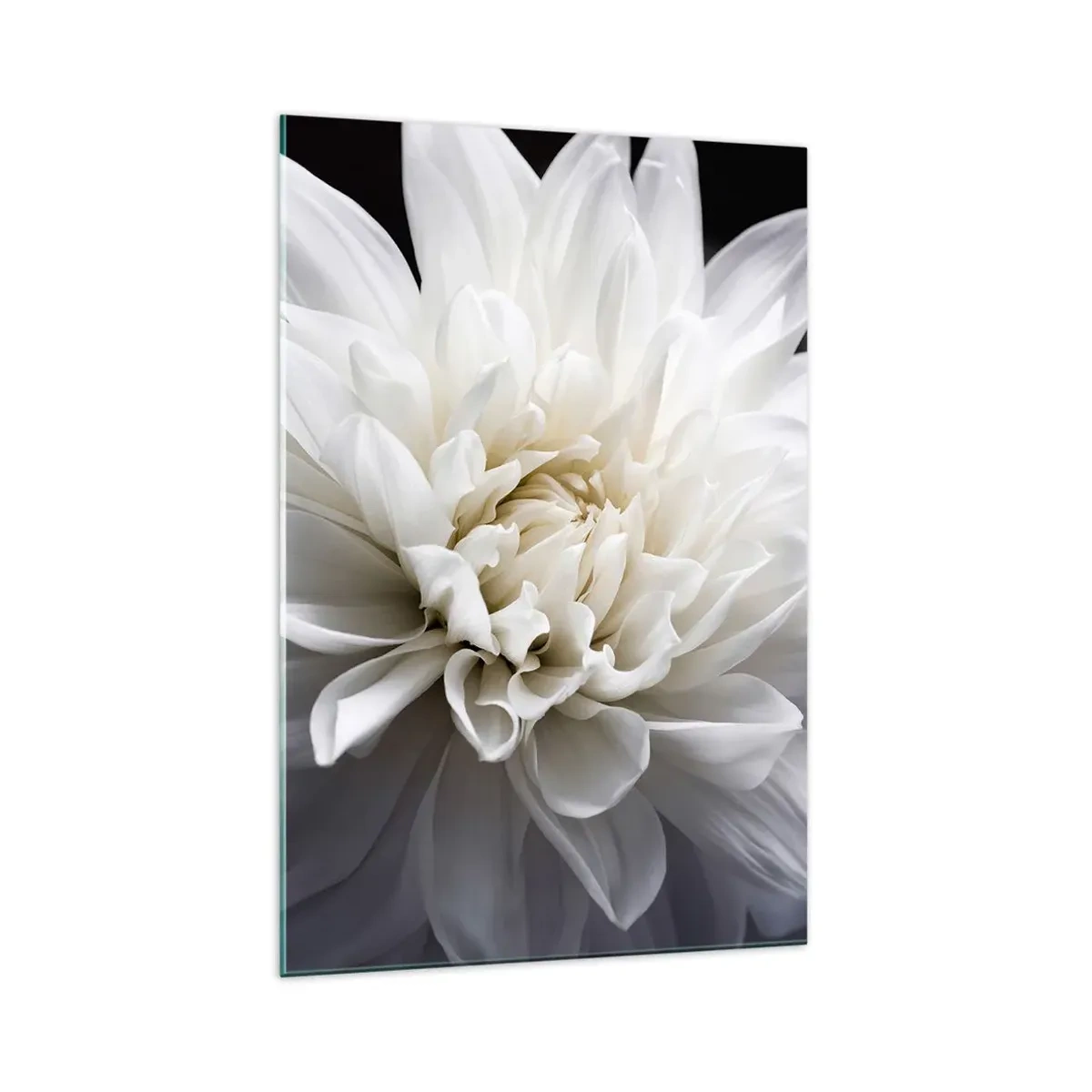 Glasbild - Bild auf glas - Eine zarte weiße Blume auf schwarzem Hintergrund in einer eleganten Komposition - 70x100cm - Der Morgen der Braut - Moderne Wanddekoration für Wohnzimmer und Schlafzimmer ARTTOR