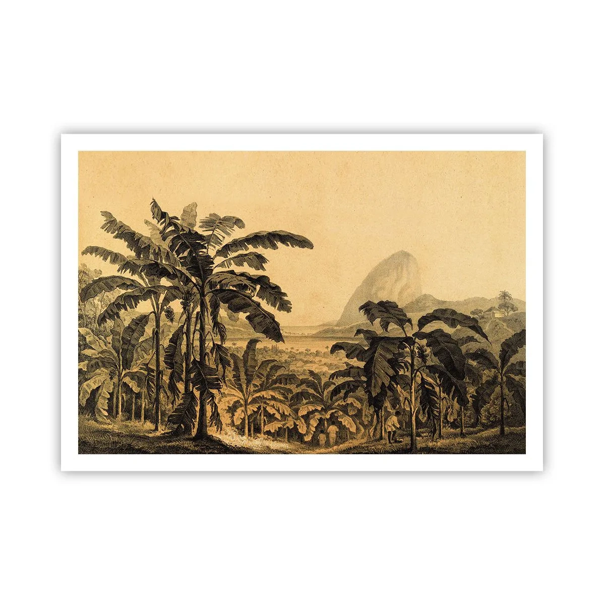 Poster - Zeichnung von Bananenbäumen vor dem Hintergrund einer tropischen Landschaft - 100x70cm - in einem kolonialen Klima - Moderne Wanddekoration für Wohnzimmer und Schlafzimmer ARTTOR