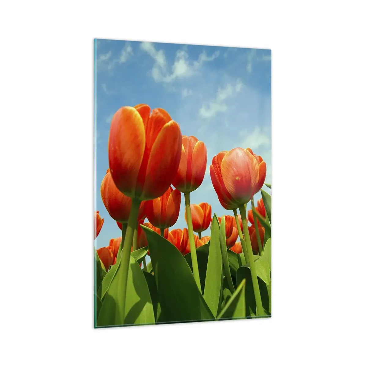 Glasbild - Bild auf glas - Ein Feld mit roten und orangefarbenen Tulpen vor blauem Himmel - 80x120cm - Außer dem blauen Himmel brauchen sie nichts in ihrem Leben - Moderne Wanddekoration für Wohnzimmer und Schlafzimmer ARTTOR