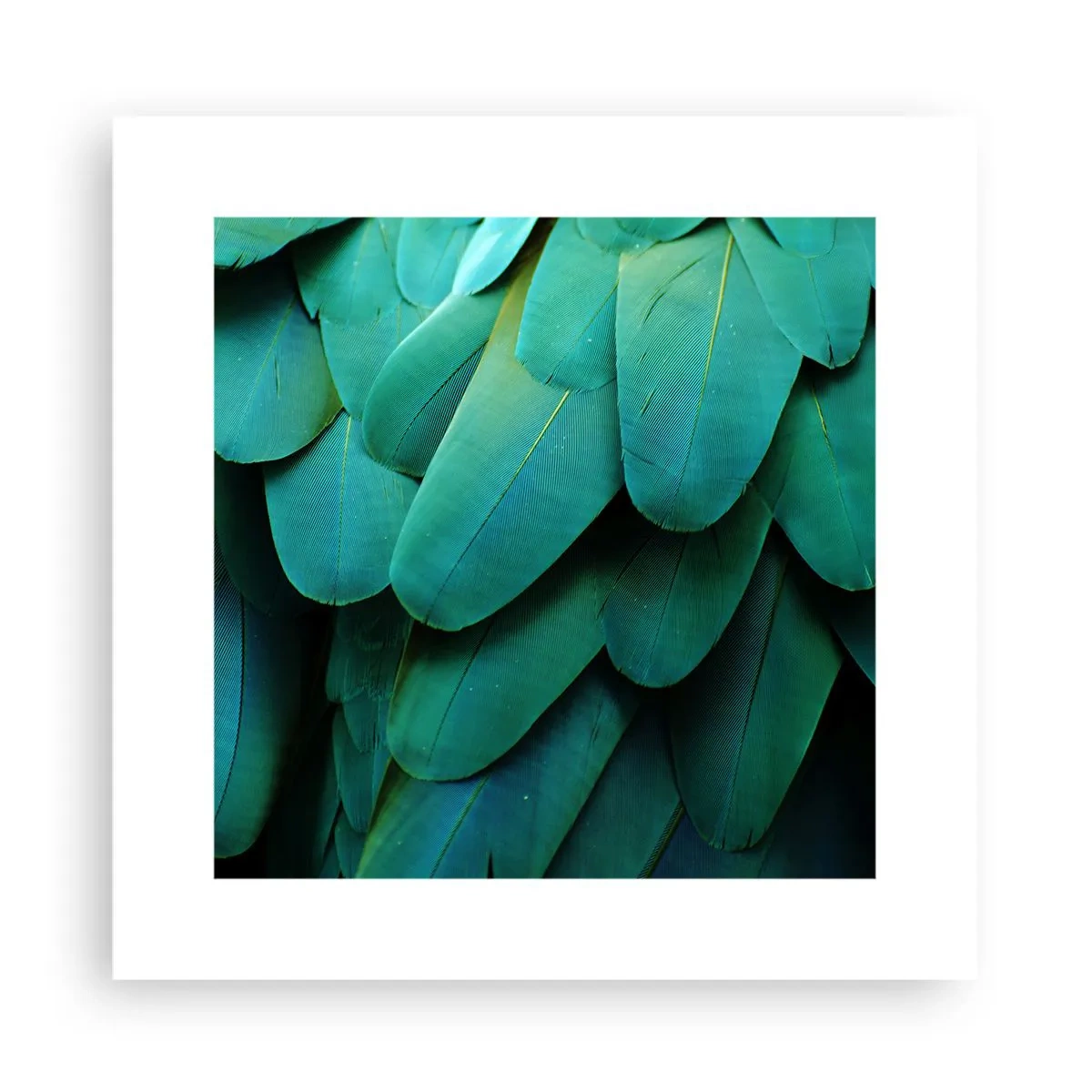 Poster - Papageienartige Präzision - 30x30 cm