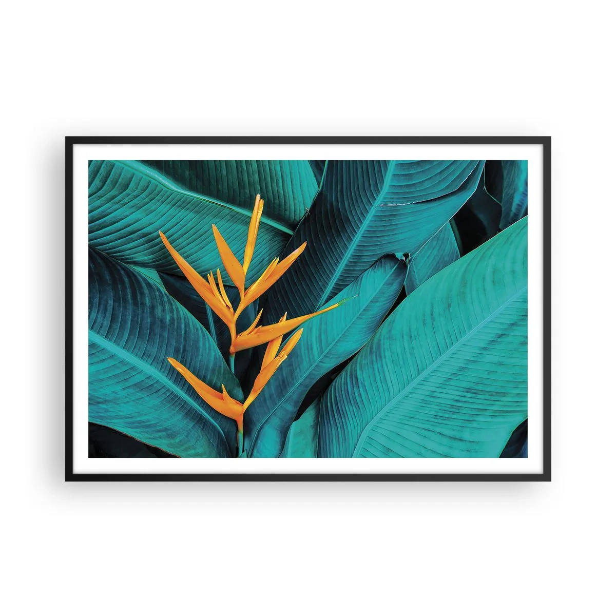Poster in einem schwarzem Rahmen - Eine exotische Blume vor einem Hintergrund aus Bananenblättern in Türkistönen. - 100x70cm - Eden-Blume - Moderne Wanddekoration für Wohnzimmer und Schlafzimmer ARTTOR