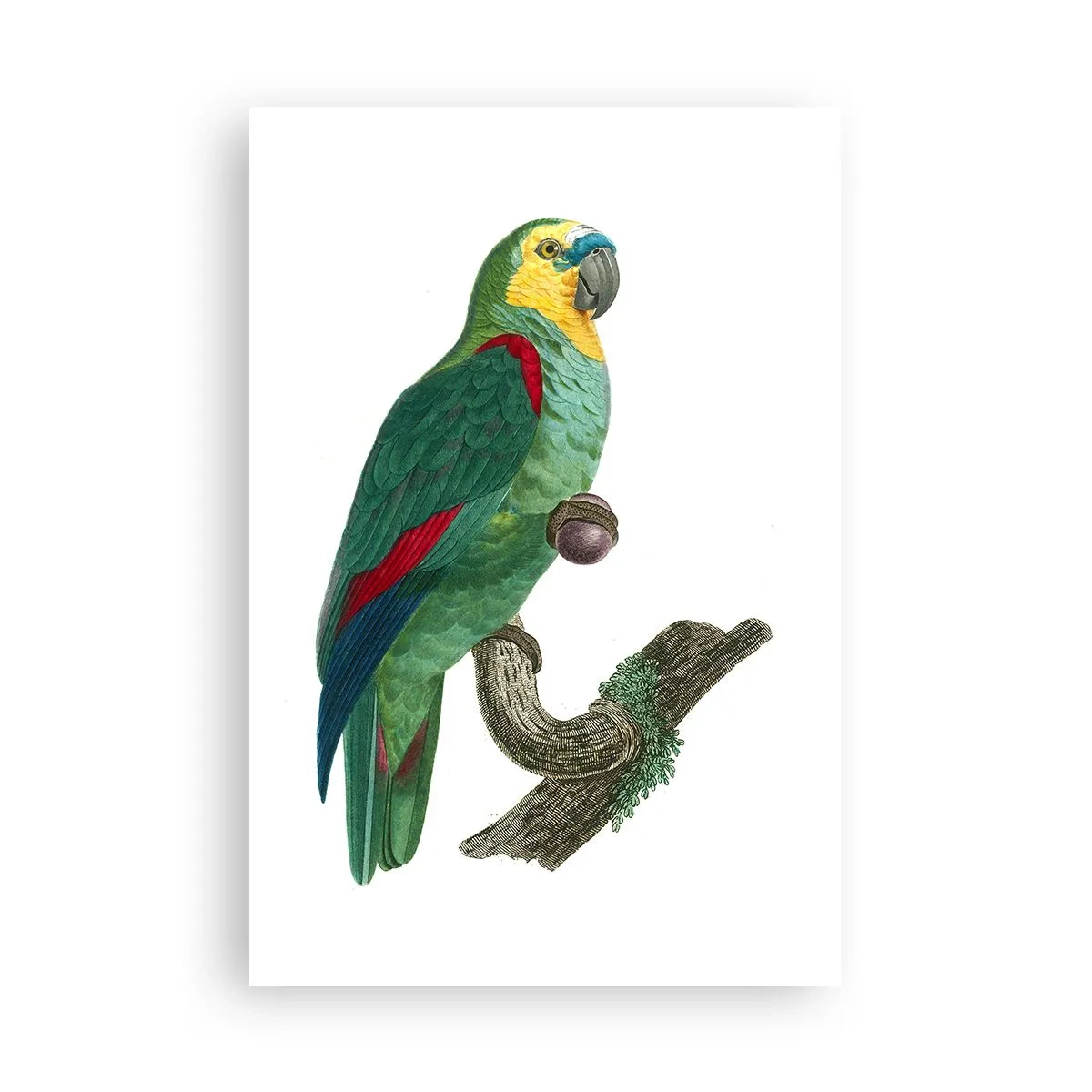 Poster - Papageienporträt - 61x91 cm