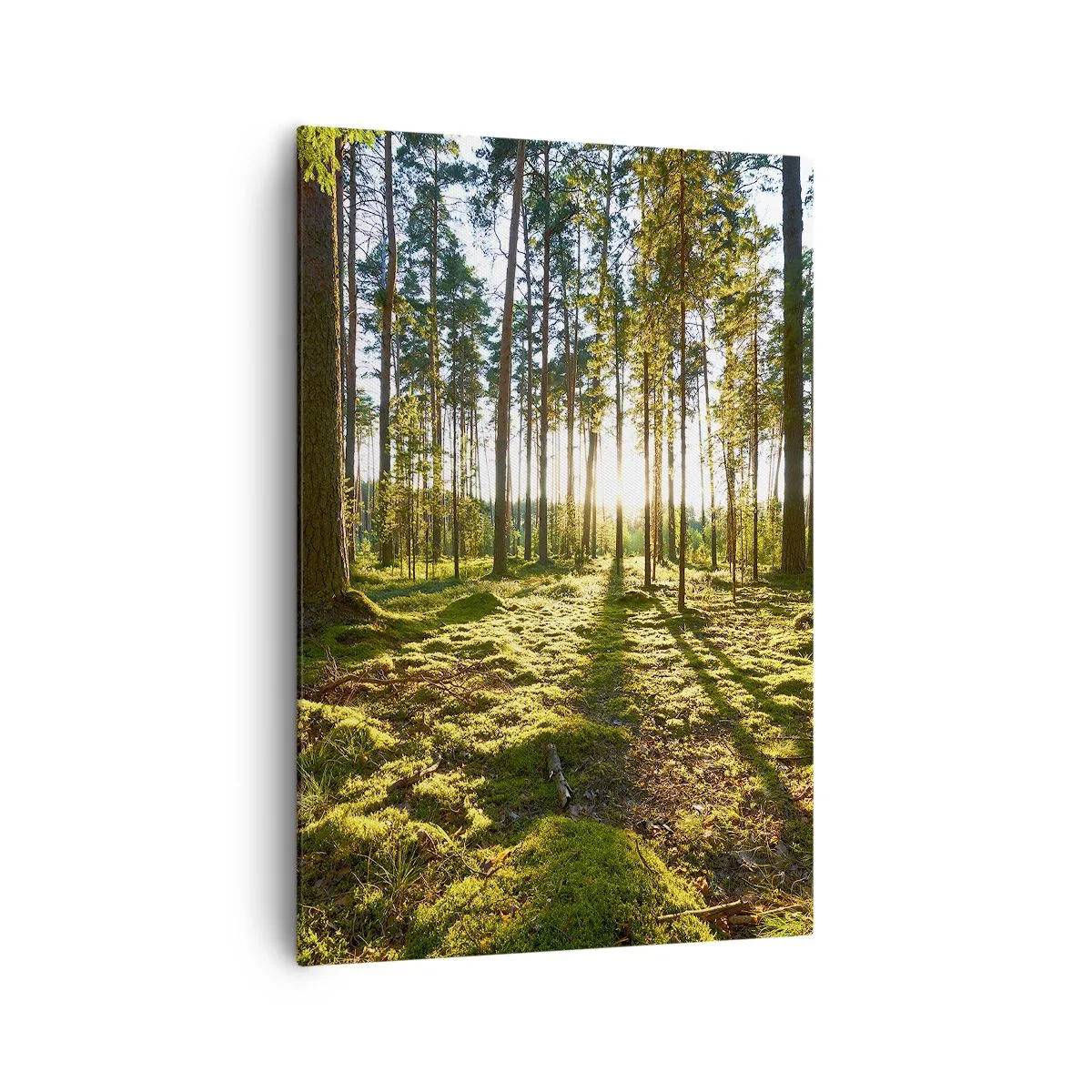 Bild auf Leinwand - Leinwandbild - Grüner Wald, beleuchtet durch Sonnenlicht auf dem Moos - 70x100cm - … Hinter den sieben Wäldern - Moderne Wanddekoration für Wohnzimmer und Schlafzimmer ARTTOR