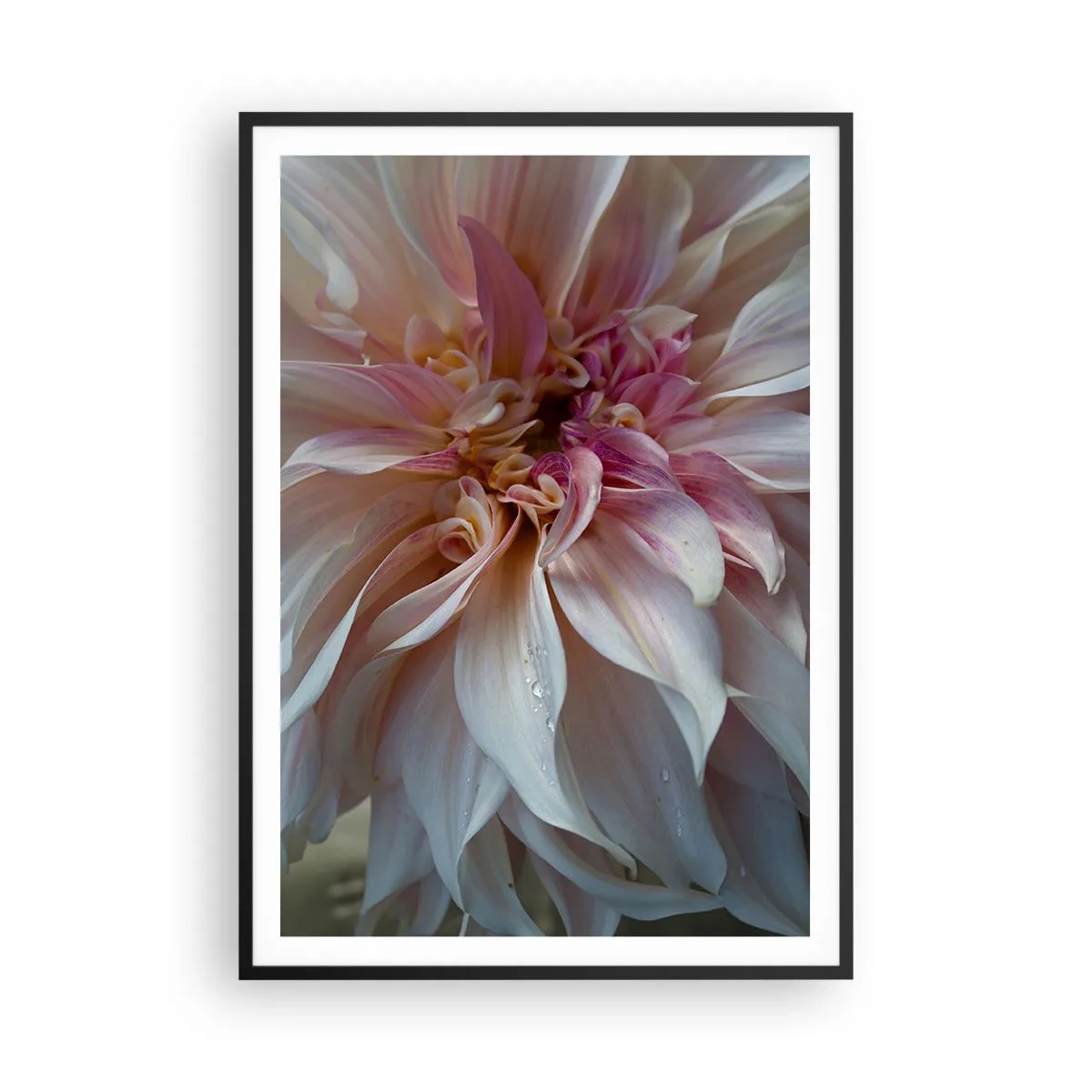 Poster in einem schwarzem Rahmen - Blühende Frische - 70x100 cm