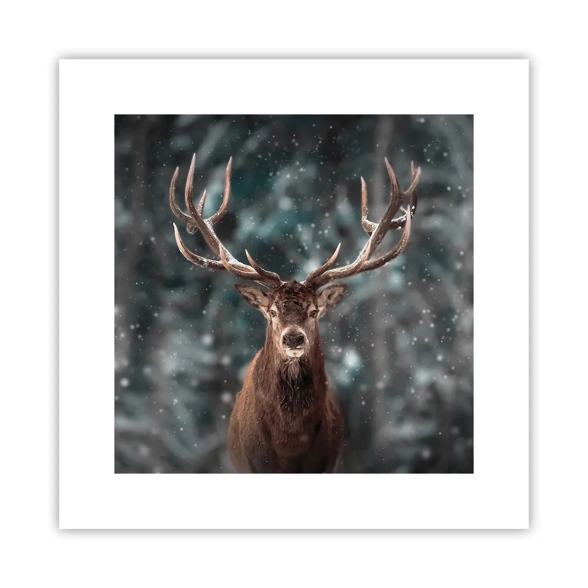 Poster - Gekrönter König des Waldes - 30x30 cm