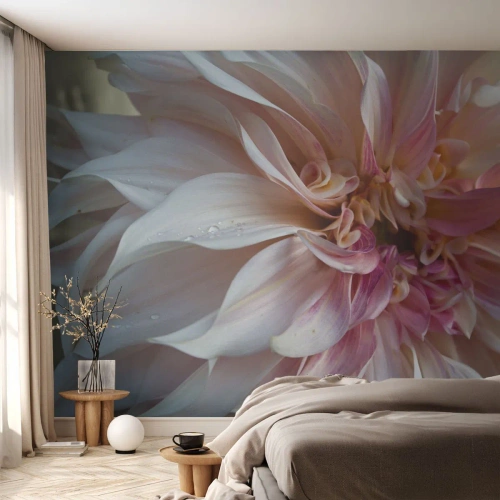 Fototapete Premium Sand - Nahaufnahme einer rosa und cremefarbenen Blume mit Tautropfen - 100x70cm - Blühende Frische - Moderne Wanddekoration für Wohnzimmer und Schlafzimmer ARTTOR