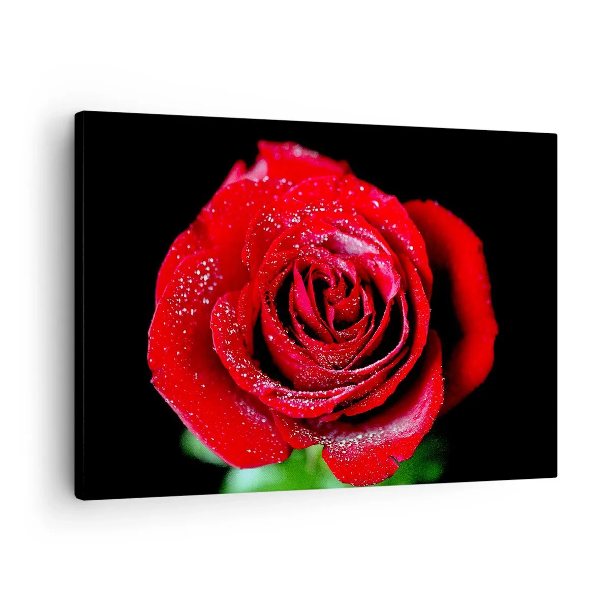 Bild auf Leinwand - Leinwandbild - Eine rote Rose mit Tautropfen auf schwarzem Hintergrund. - 70x50cm - Das ist Liebe - Moderne Wanddekoration für Wohnzimmer und Schlafzimmer ARTTOR
