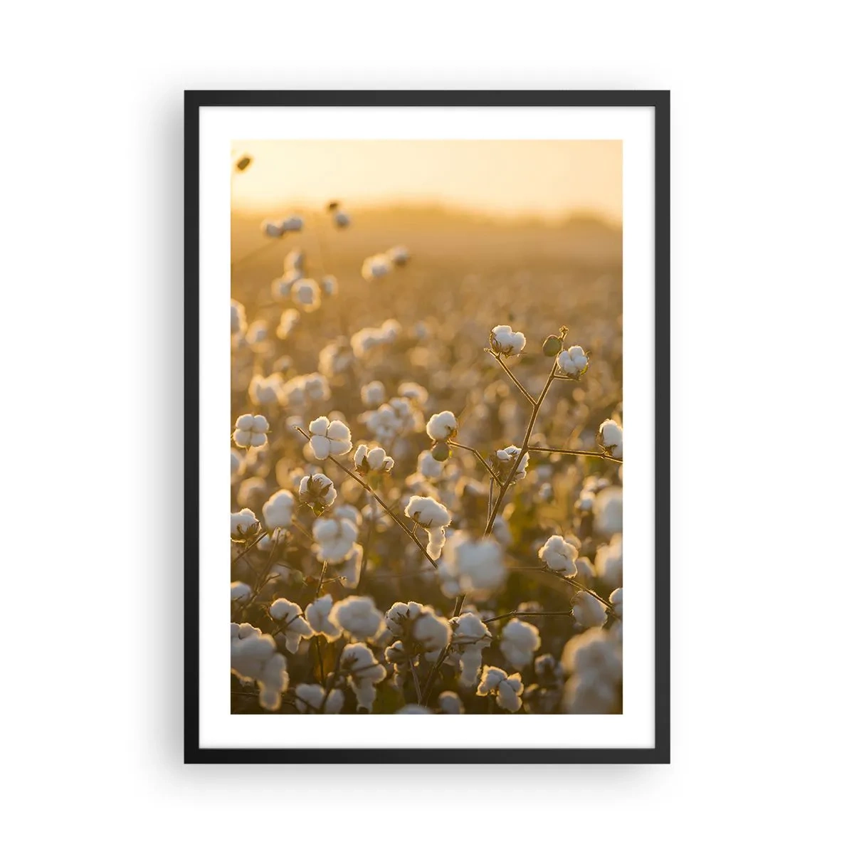 Poster in einem schwarzem Rahmen - Ein Baumwollfeld im warmen Licht der untergehenden Sonne - 50x70cm - Fluffiges Feld - Moderne Wanddekoration für Wohnzimmer und Schlafzimmer ARTTOR